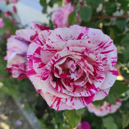 Holiday home Casa Le Rose