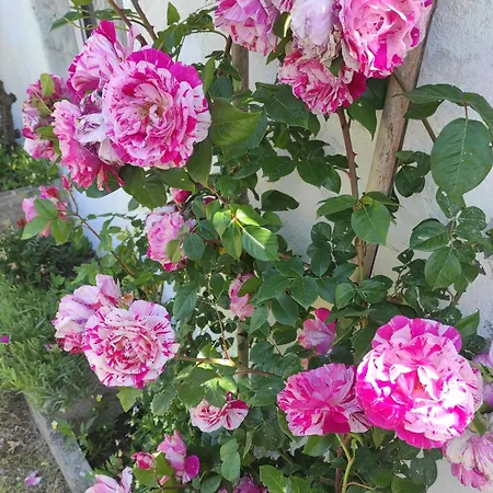 Casa Le Rose Casa vacanze *
