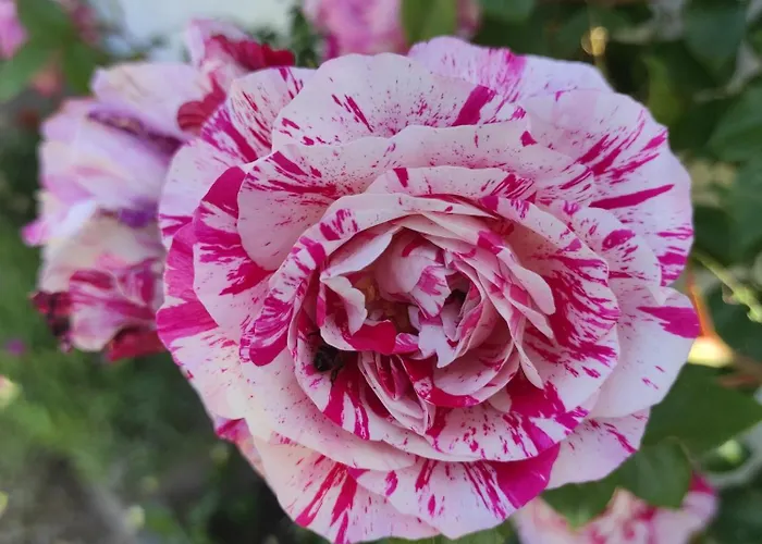Semesterbostad Casa Le Rose