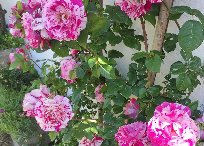Casa Le Rose Semesterbostad *
